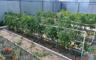 Проверенные способы подвязки помидоров Правильная подвязка томатов в открытом грунте